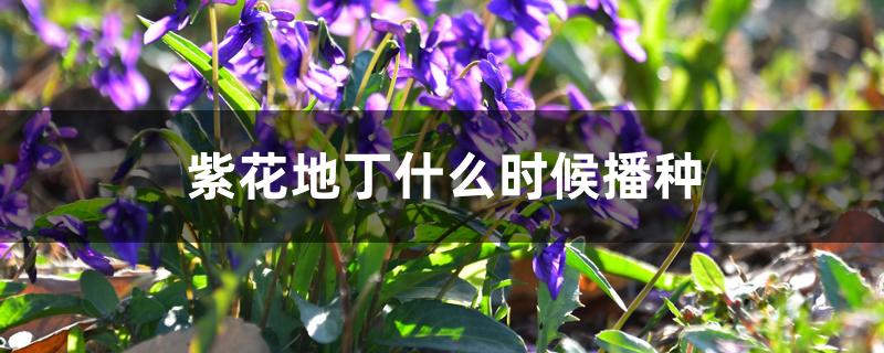 紫花地丁什么时候播种