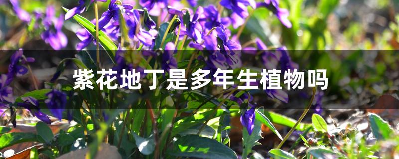 紫花地丁是多年生植物吗