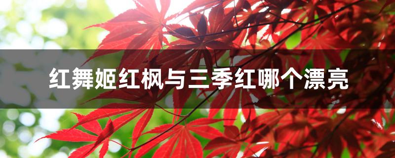 红舞姬红枫与三季红哪个漂亮
