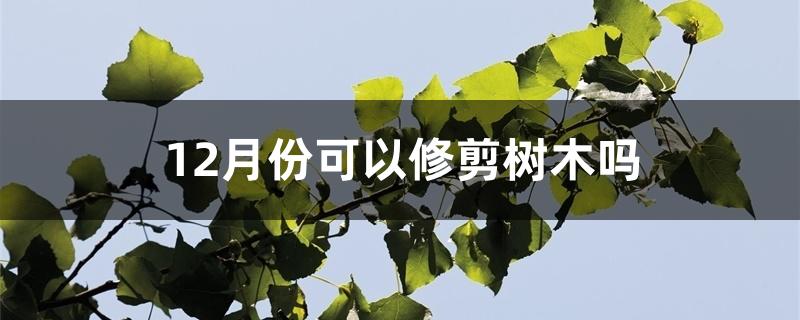 12月份可以修剪树木吗