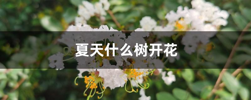 夏天什么树开花