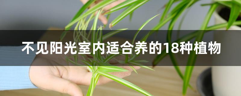 不见阳光室内适合养的18种植物