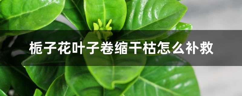 栀子花叶子卷缩干枯怎么补救