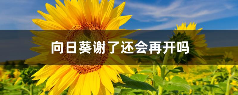 向日葵谢了还会再开吗