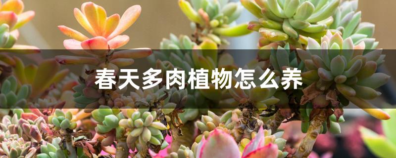 春天多肉植物怎么养