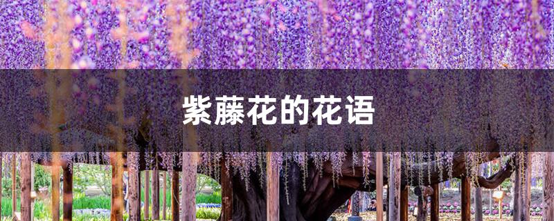 紫藤花的花语