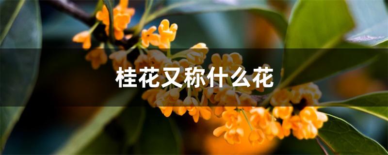 桂花又称什么花