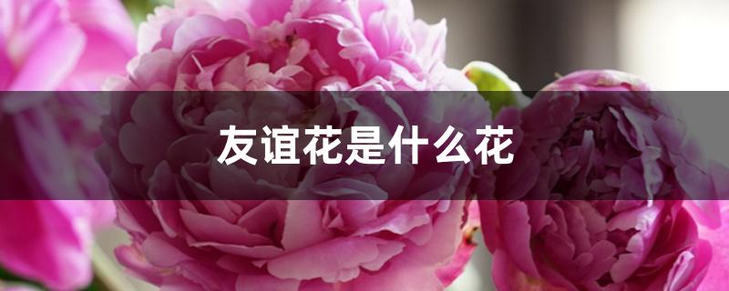 友谊花是什么花