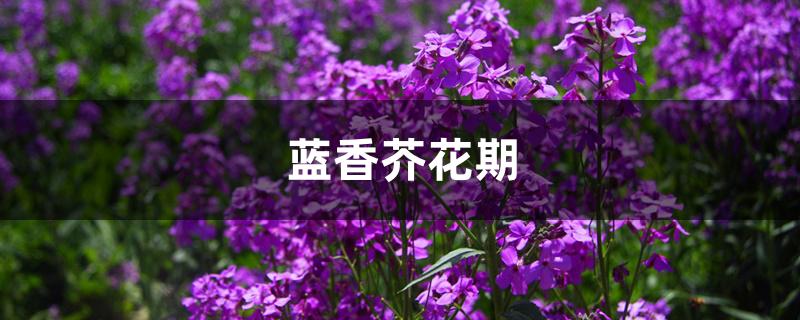 蓝香芥花期