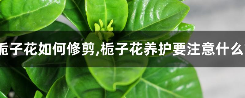 栀子花如何修剪,栀子花养护要注意什么?