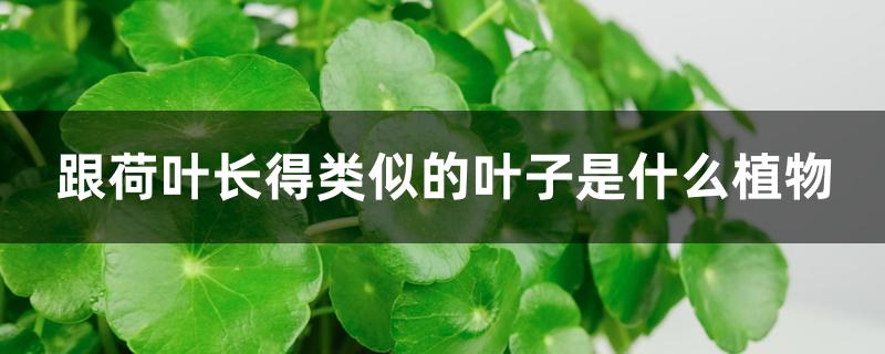 跟荷叶长得类似的叶子是什么植物