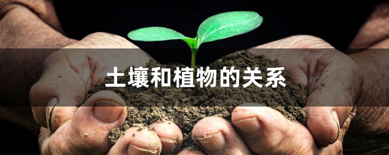 土壤和植物的关系