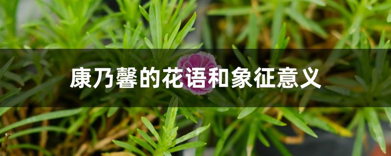 康乃馨的花语和象征意义