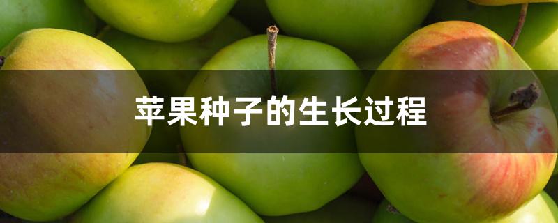 苹果种子的生长过程