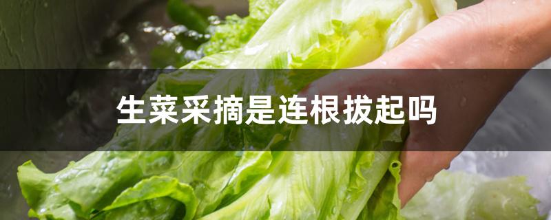 生菜采摘是连根拔起吗