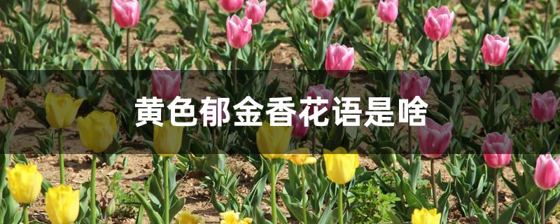 黄色郁金香花语是啥