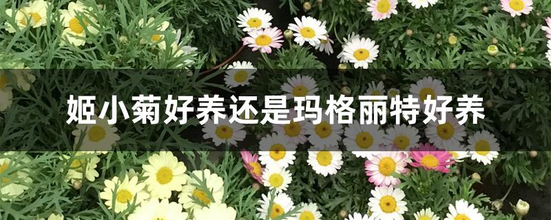 姬小菊好养还是玛格丽特好养