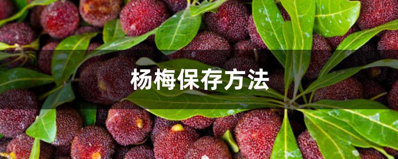 杨梅保存方法