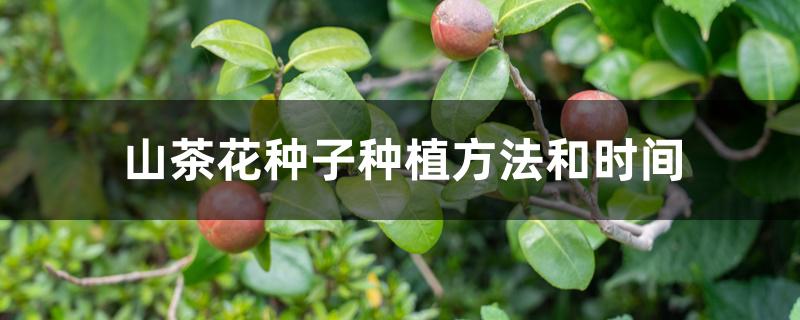 山茶花种子种植方法和时间