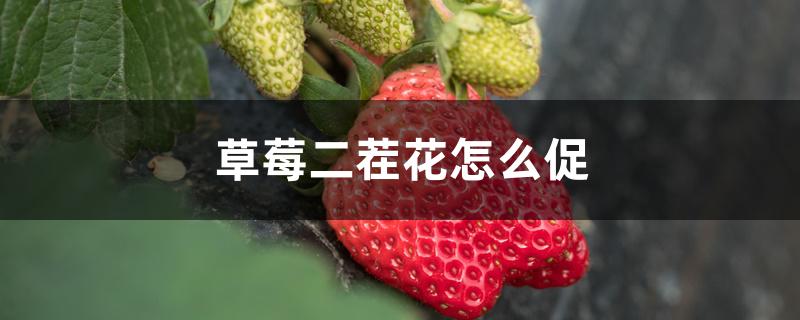 草莓二茬花怎么促
