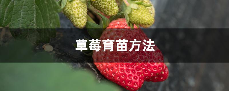 草莓育苗方法