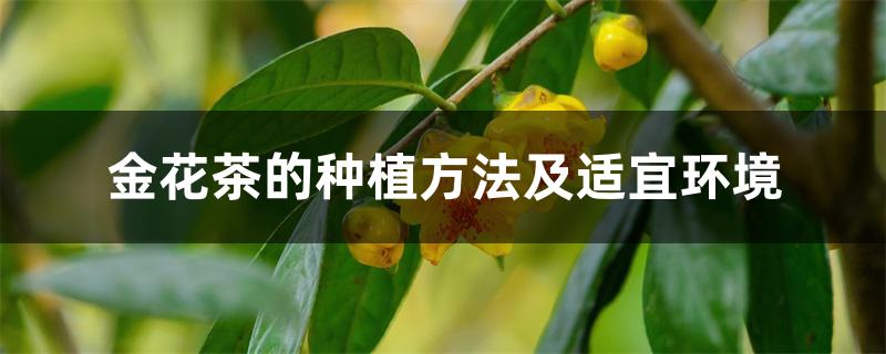 金花茶的种植方法及适宜环境