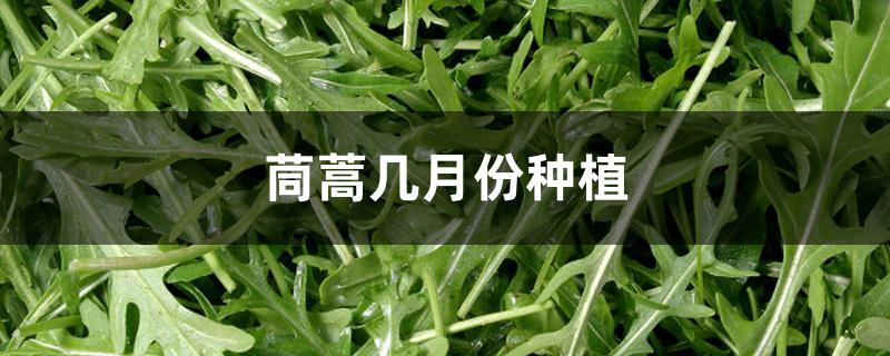 茼蒿几月份种植