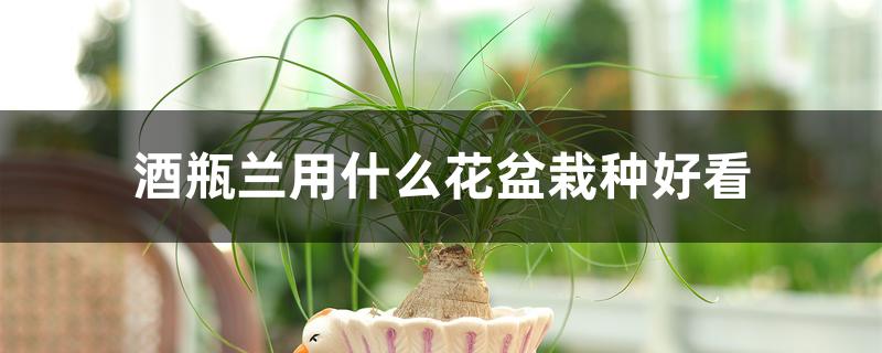 酒瓶兰用什么花盆栽种好看