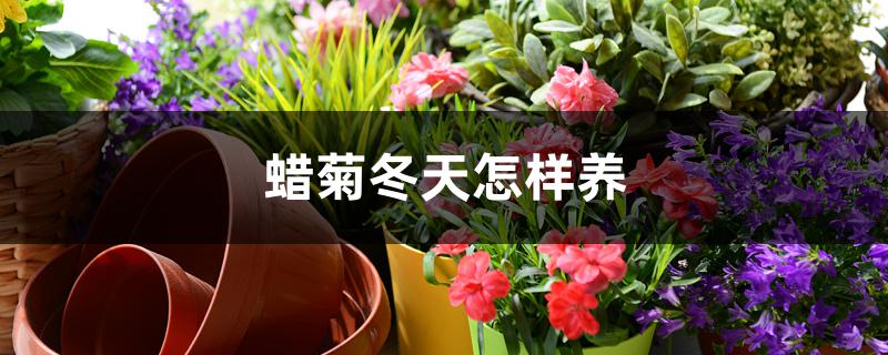 蜡菊冬天怎样养