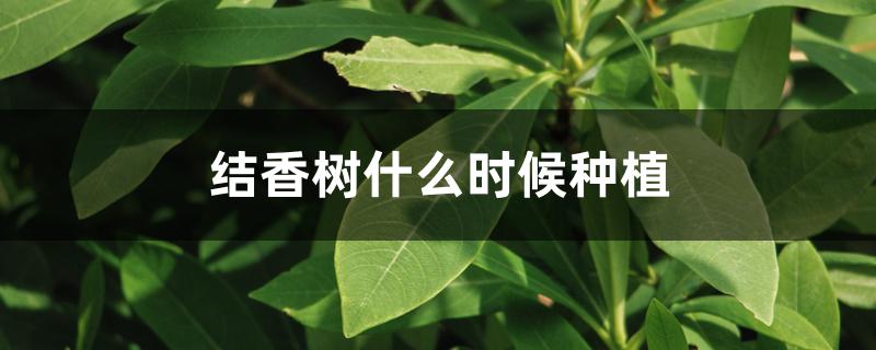 结香树什么时候种植