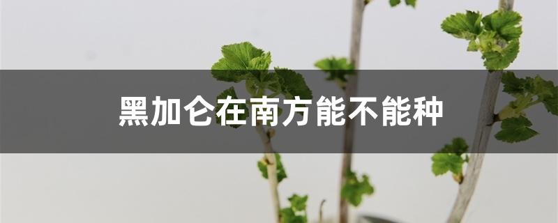 黑加仑在南方能不能种