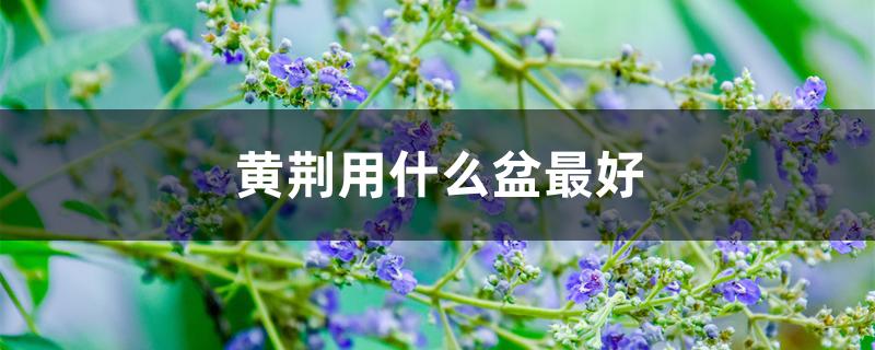 黄荆用什么盆最好