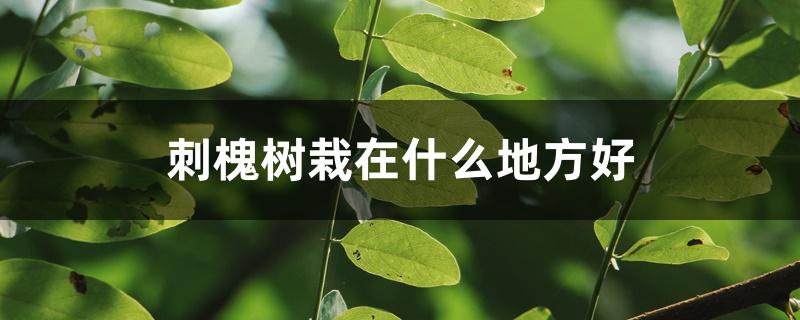 刺槐树栽在什么地方好