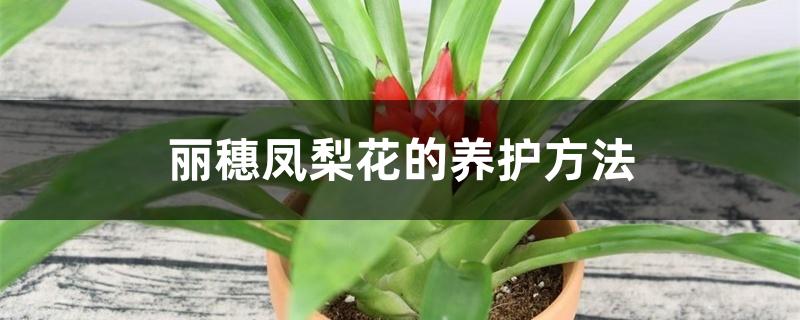 丽穗凤梨花的养护方法