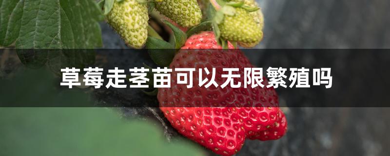 草莓走茎苗可以无限繁殖吗