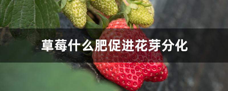 草莓什么肥促进花芽分化