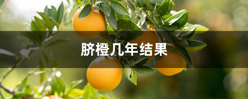 脐橙几年结果