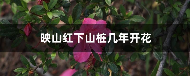 映山红下山桩几年开花