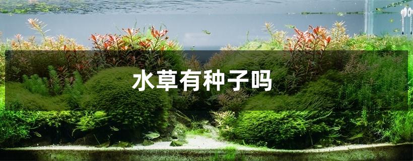 水草有种子吗