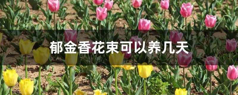 郁金香花束可以养几天