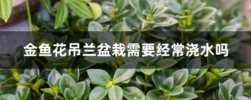 金鱼花吊兰盆栽需要经常浇水吗