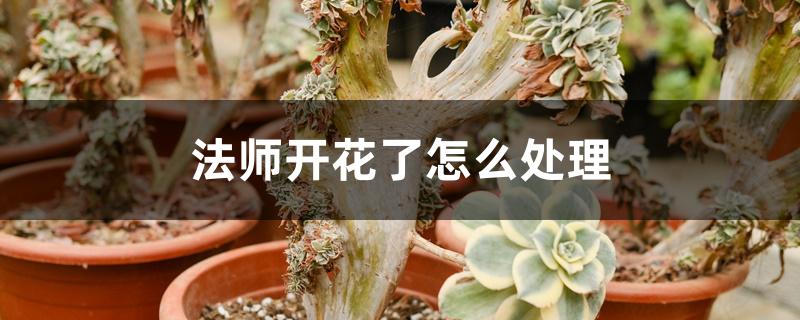 法师开花了怎么处理