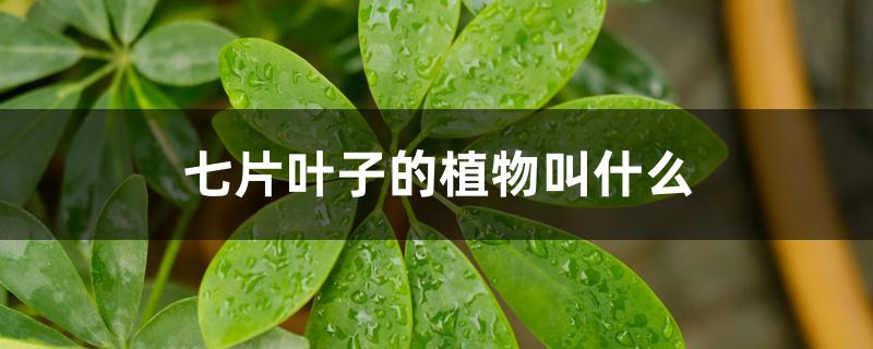 七片叶子的植物叫什么