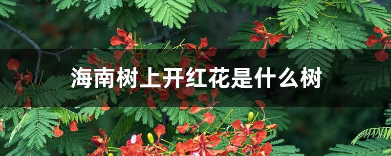 海南树上开红花是什么树