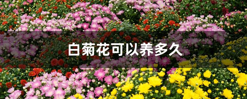 白菊花可以养多久