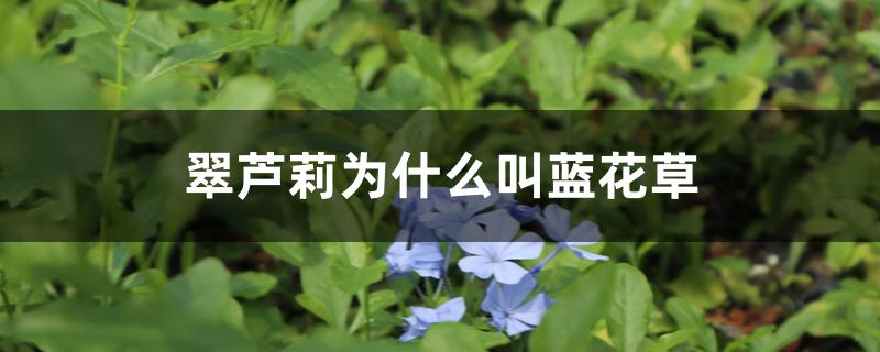 翠芦莉为什么叫蓝花草