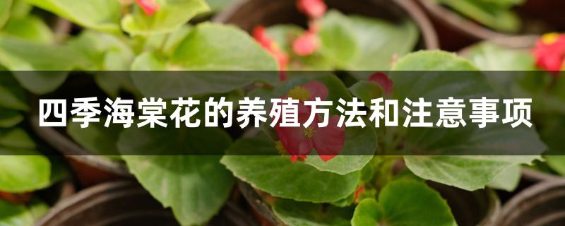 四季海棠花的养殖方法和注意事项