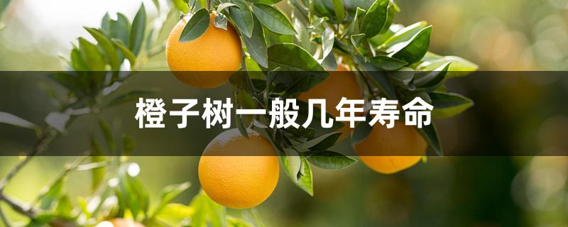 橙子树一般几年寿命