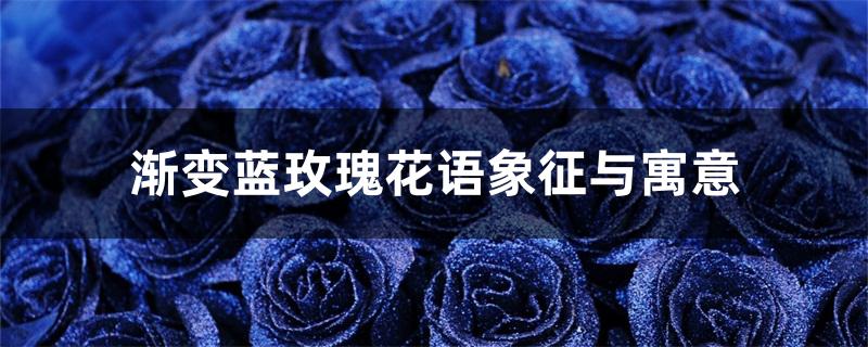 渐变蓝玫瑰花语象征与寓意