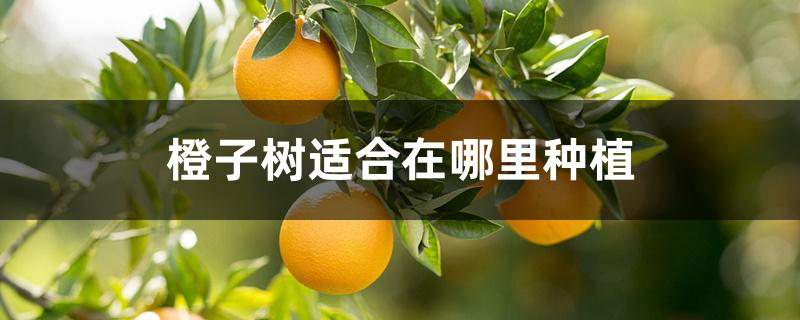 橙子树适合在哪里种植